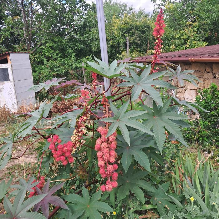 Семена от растение рицин