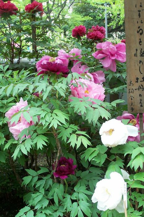 Bujor de Tip Pomisor (Diferite Culori )