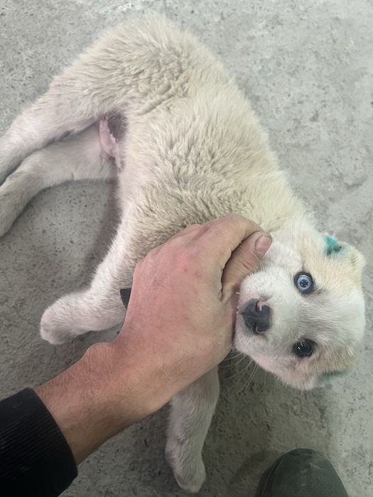 Бури болачаси 1 ойлик