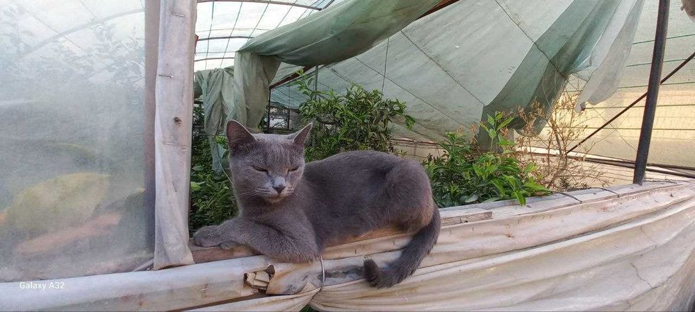 Arzon  va tezda strayt zotli 1,5 yoshli qiz mushuk sotiladi