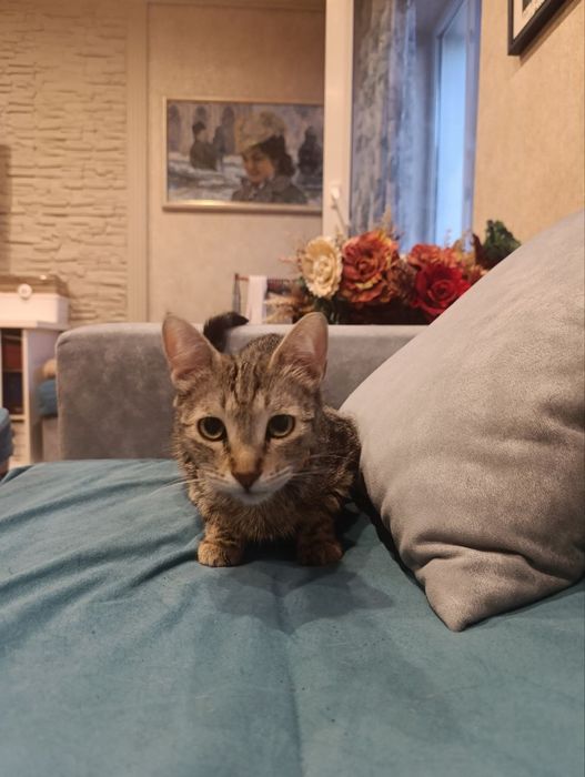 Пристраивается кошечка!