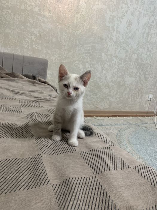 Отдам кошку белая кошка