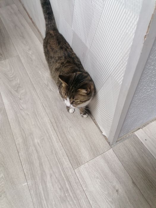 Отдам кошку в хорошие руки