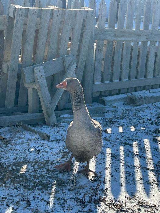 Қаз сатылады шт 15мың