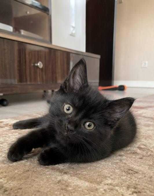 Чёрный котёнок в добрые руки