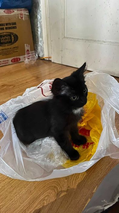 Отдам котят в хорошие руки
