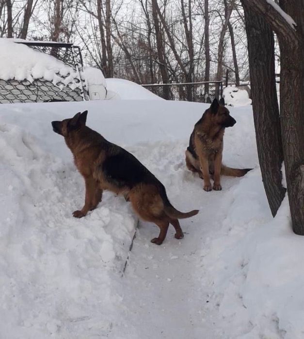Продаются щенки немецкой овчарки