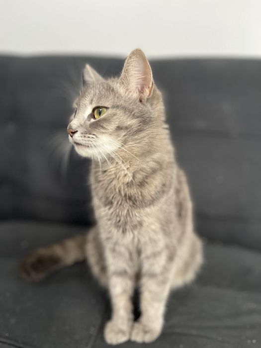 отдам кошку в хорошие руки