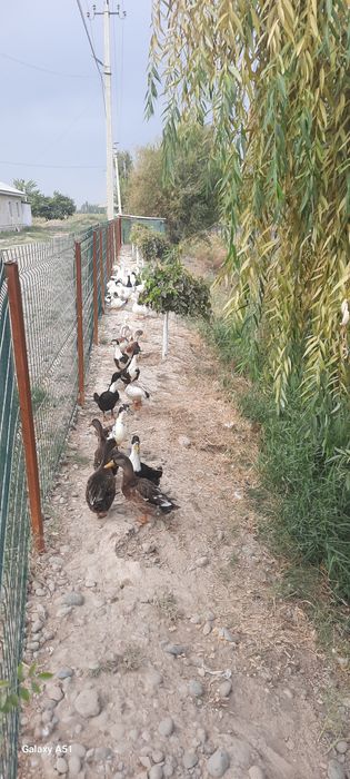 Урдаклар сотилади.