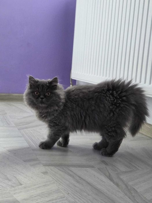Женско персийско коте