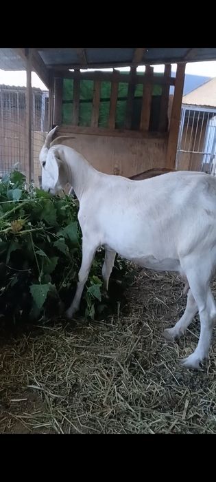 Продам Заанинской Молочной породы  2Козы и козочку