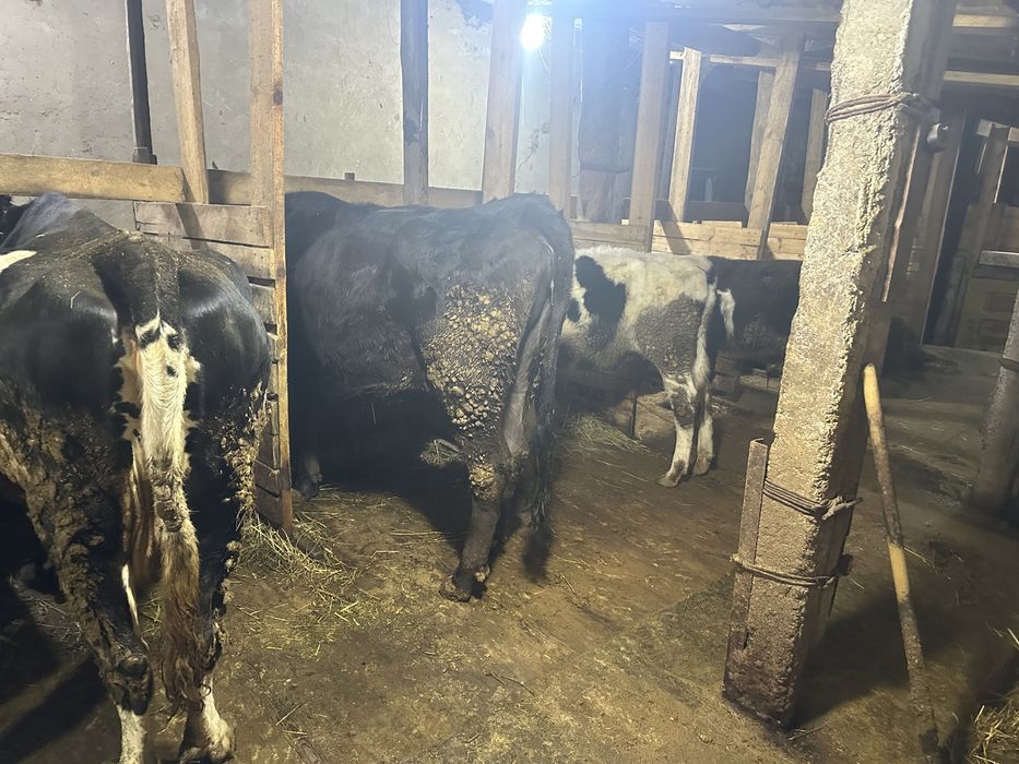 Коровы дойные телятва