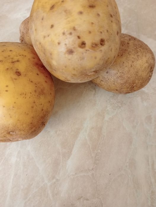 Картофель дачный для еды