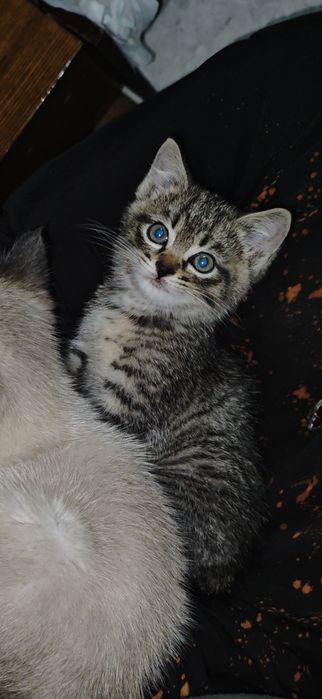 Отдам в хорошие руки