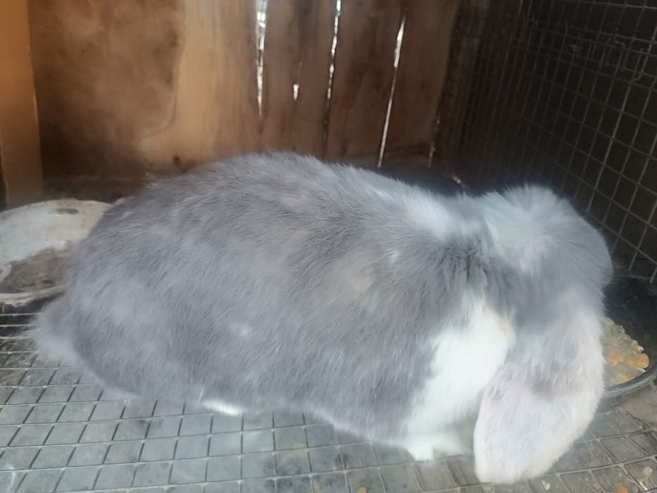 Серо-белый кролик