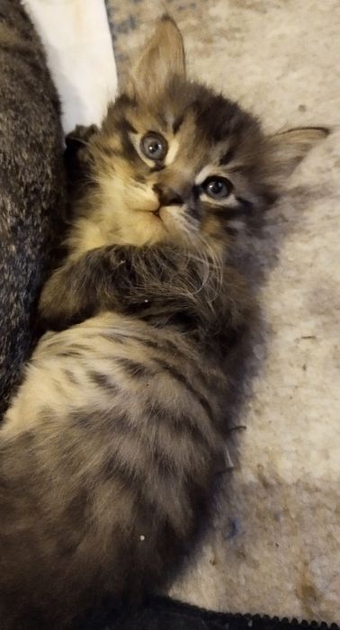 Домашний котенок