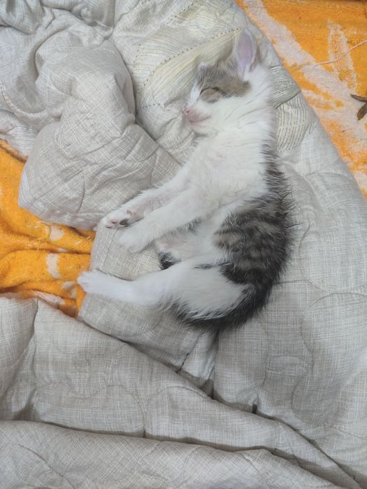 Отдам котят в добрые руки