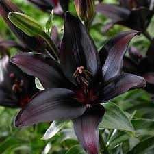 Bulbi / Rizomi de Crini Gigant Imperial , pt plantat, foarte parfumați