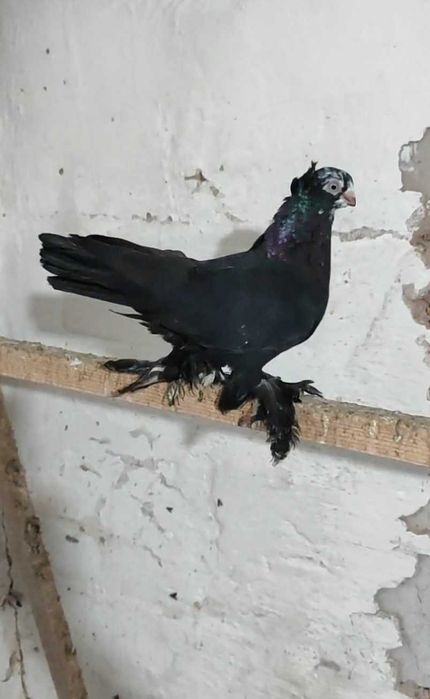 Голуби голуби голуби