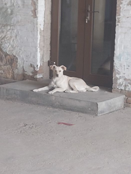 Пристраивается в добрую хорошую семью очень красивая девочка