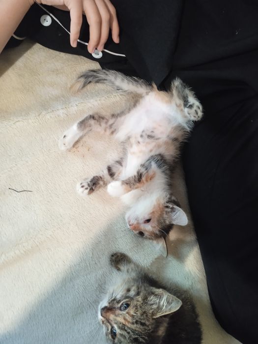 Котенок девочка.