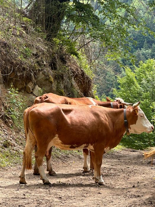 Vaca cu vițea de vanzare