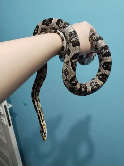 Маисовый полоз самец