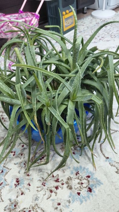 Большой куст Алоэ. Старый