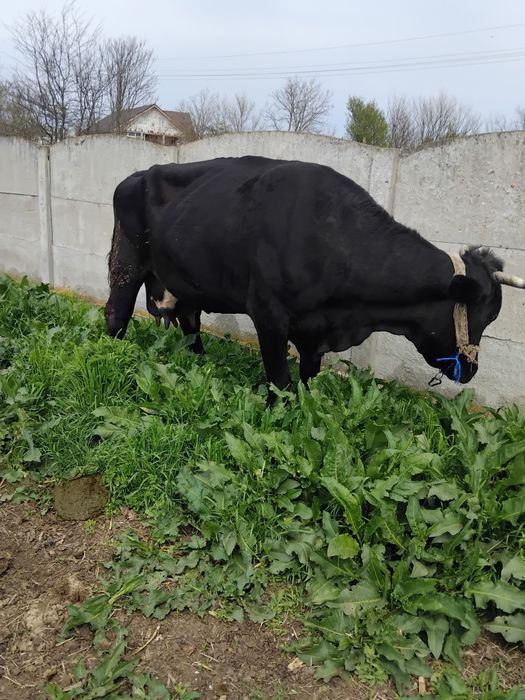 Vând 2 vaci gestante!