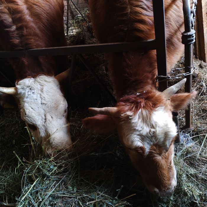 Продам телок двух леток