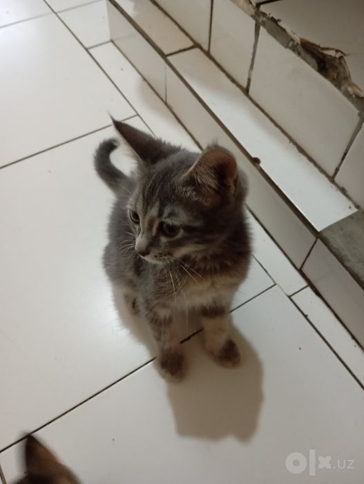 СРОЧНО! Отдаём домашних котят