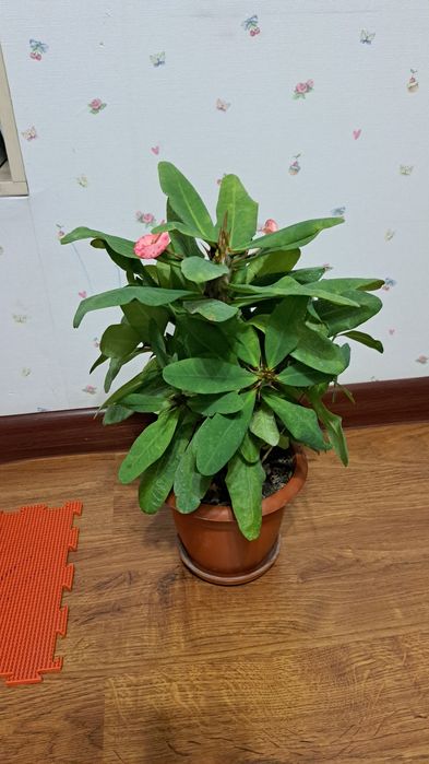 комнатные цветы разные