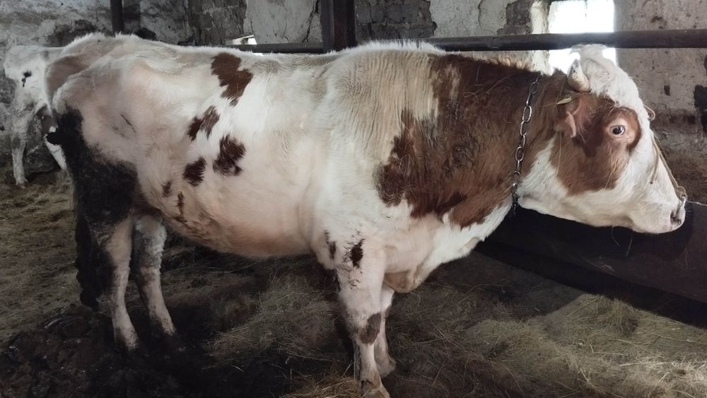 Продается бык производитель