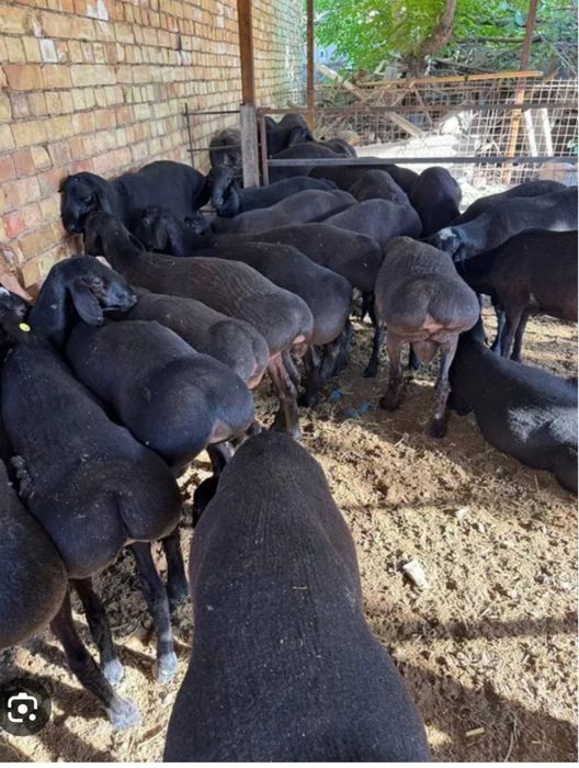 Qasop servis xzmatbolsa aloqadamza 145000 somdan kilosiga