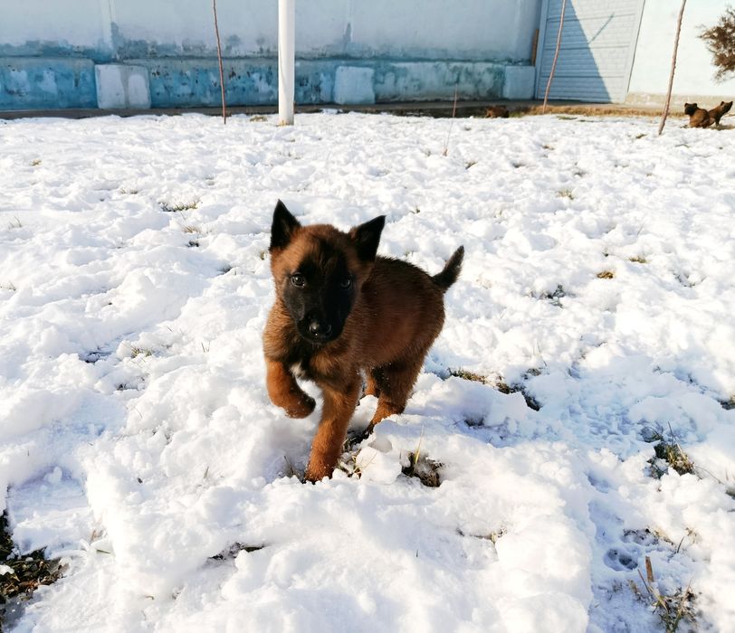 Бельгийский овчарка Малинуа