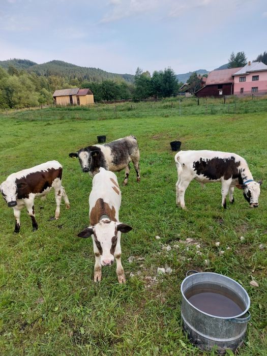 Patru taurasi de vanzare