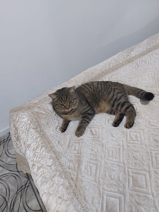 Кошка есть 1годный