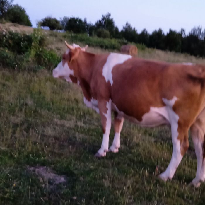 Vând vacă bălțată românească