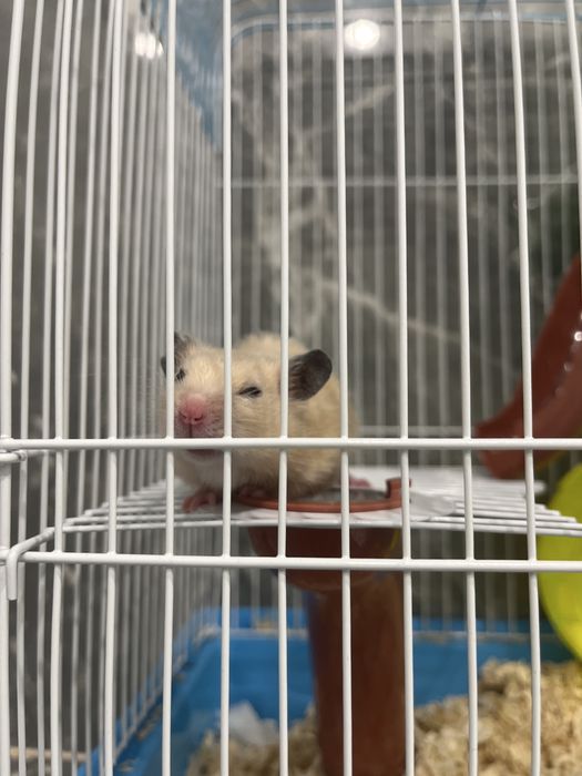 Продам Хомяк с клеткой