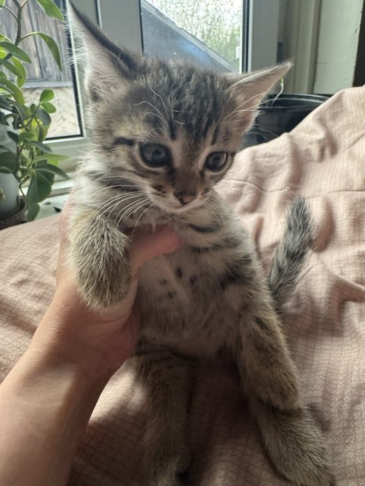 Котята 1000 тенге