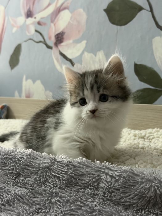 Отдам котят в хорошие руки