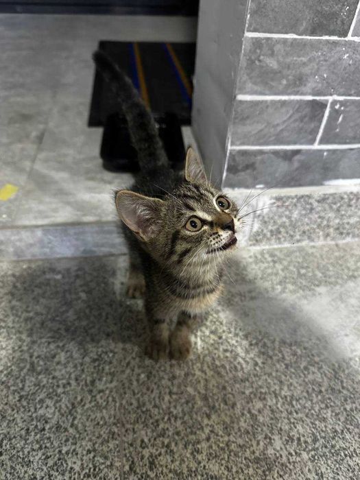 Котенок ищет дом