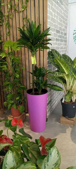 Комнатные растения для дома и офиса вашего