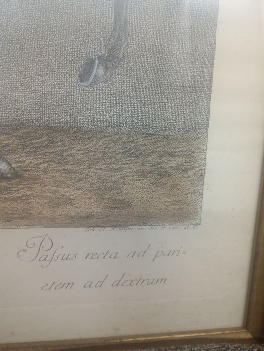 Gravura colorata veche Johann Elias Ridinger