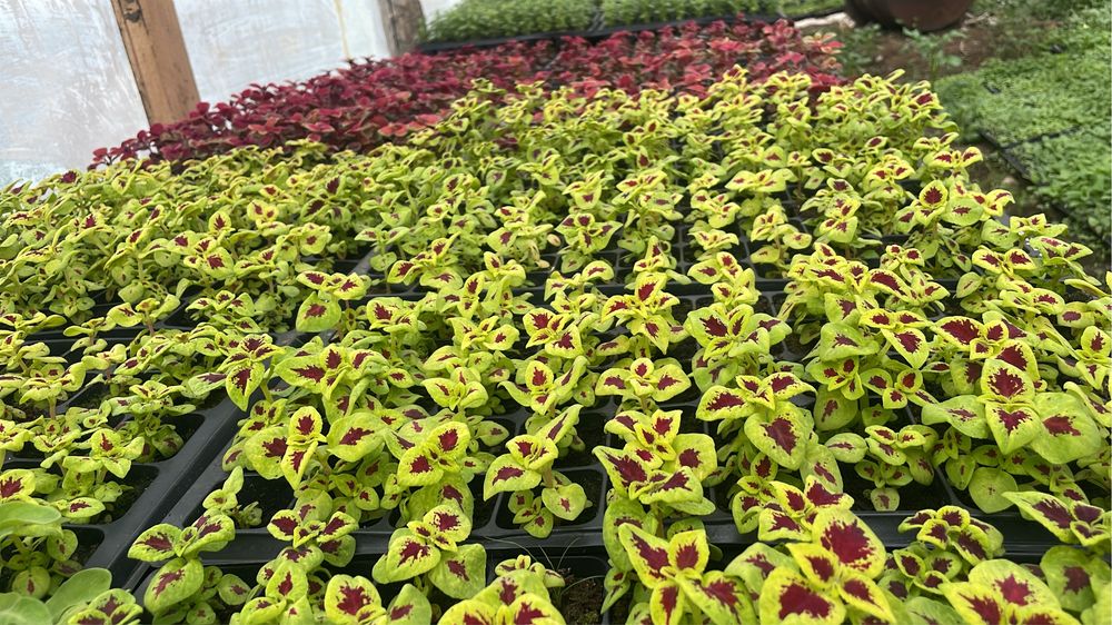 Рассада петуния тайшан тагетес