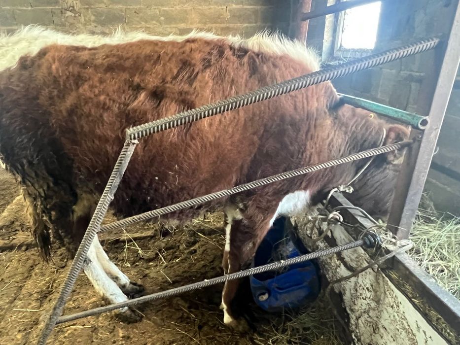 Ұрғашы қашар 1 жылдық