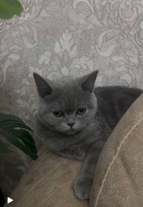 Пародали мушукларим сотаман срочно