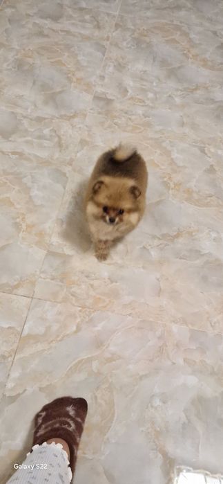 Сладко померанче