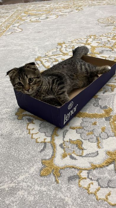 Отдаем даром кота