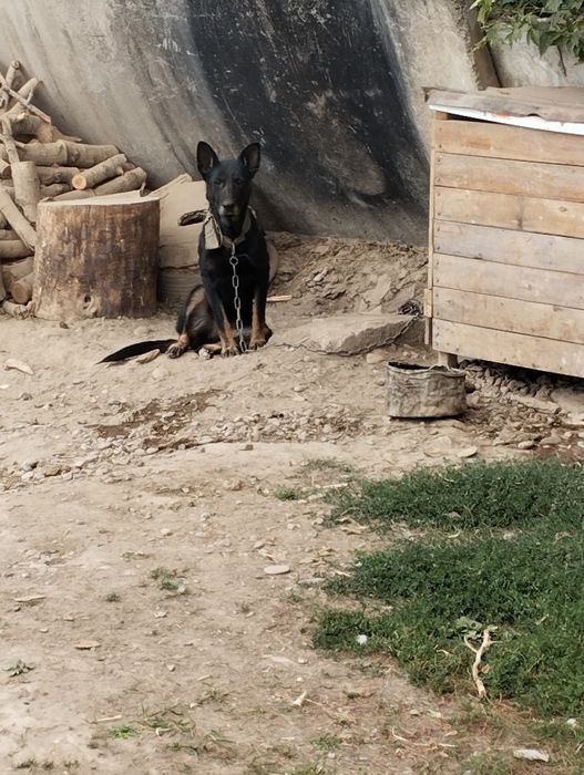 Продаётся овчарка не дорого срочно